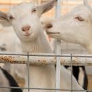 Goats